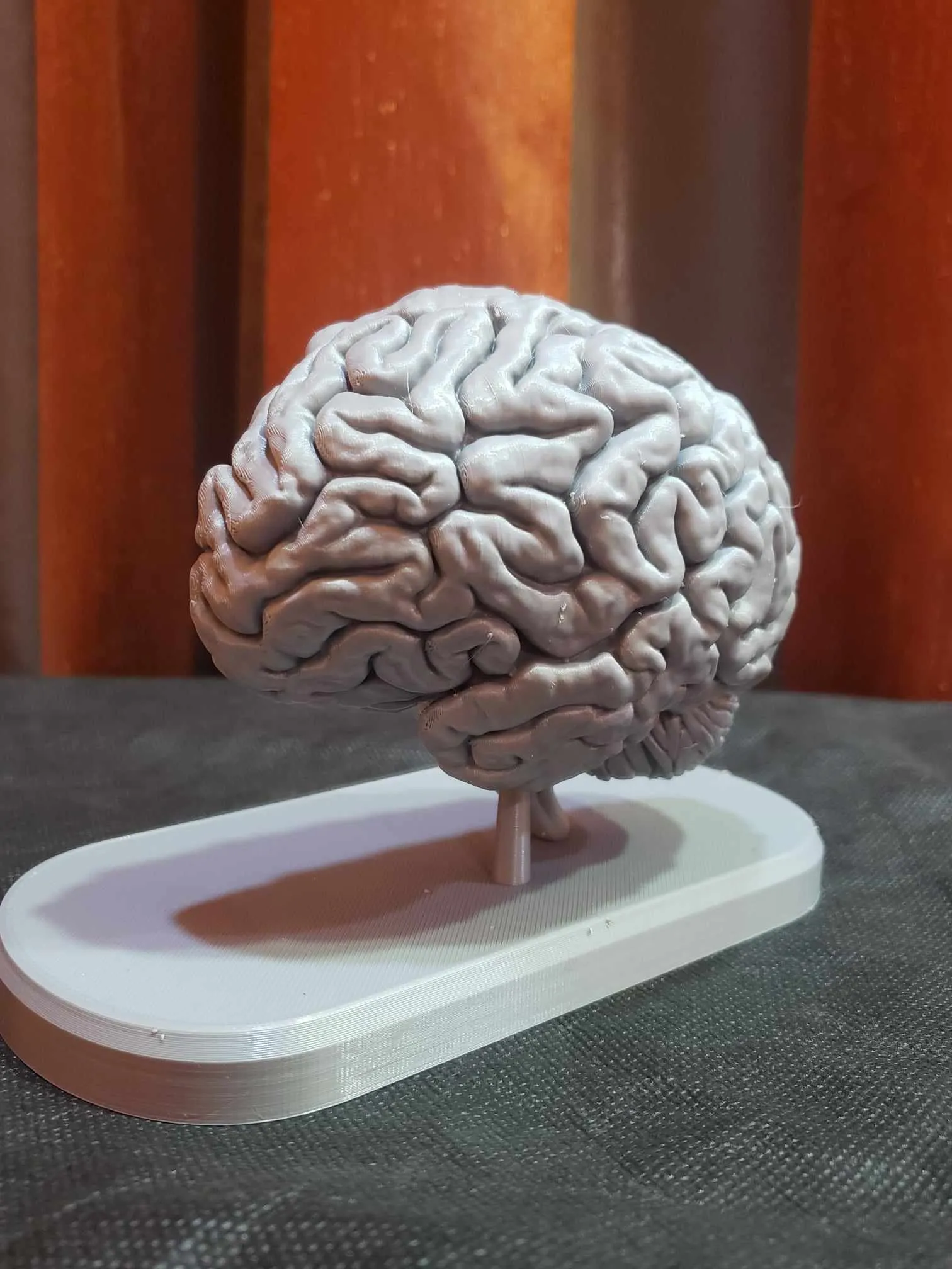 Brain Anatomy Cross-Section 3D print