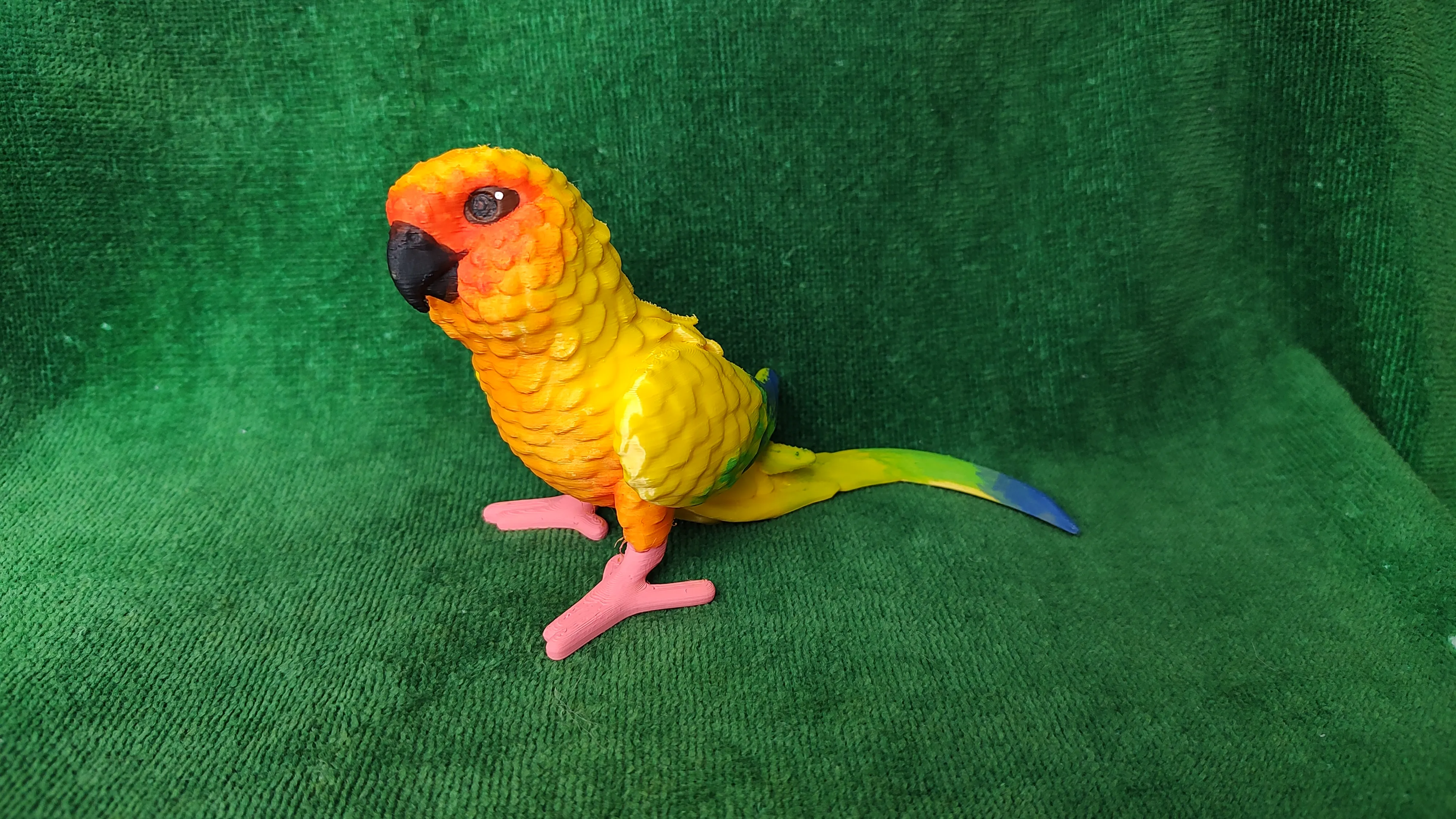 Conure