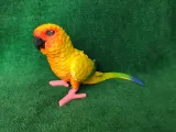 Conure-2