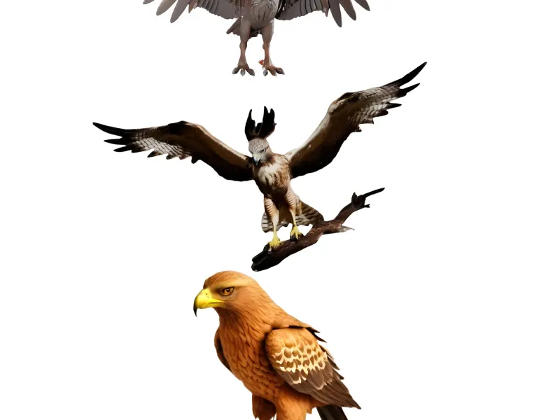 Majestic Eagle Display Model