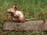Wood Mouse-4