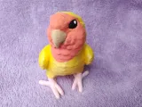 Lovebird-7