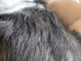 Dog Scratcher