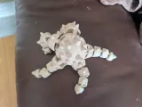 Flexi Starfish - Horned Seastar / Chocolate Chip Seastar-7