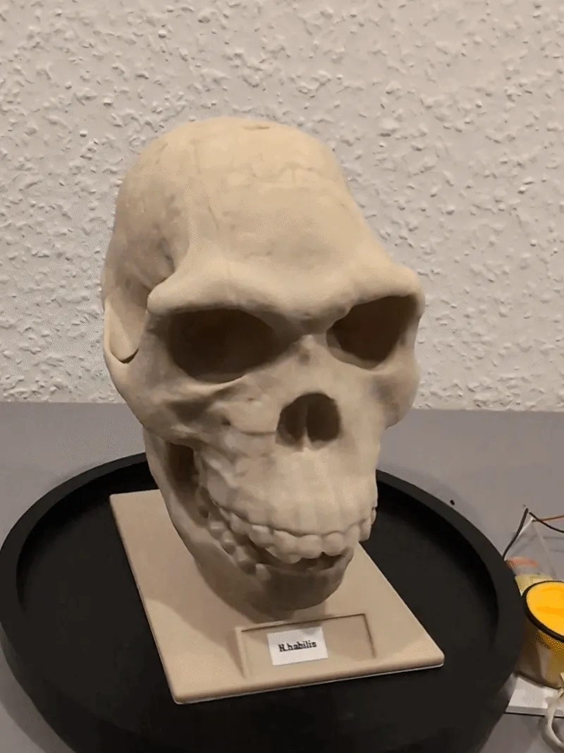 Homo habilis Skull - Educational Model & Stand 🦴💀-1