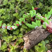 Strawberry Dragon-5