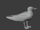 Gull-6