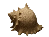 Seashell Collection-1