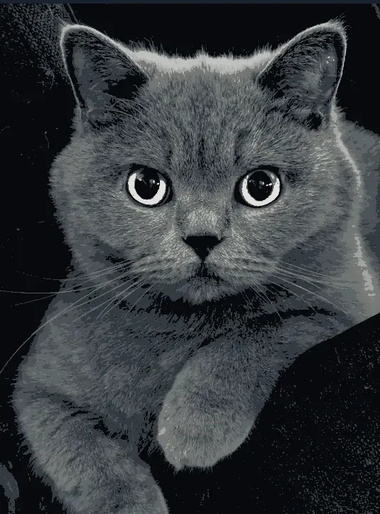 British Shorthair Cat - "Fela" -  Hueforge