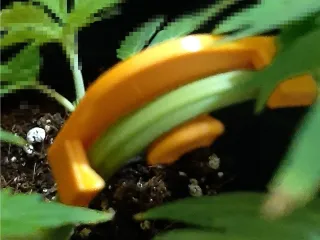 Cannabis - branch tutor
