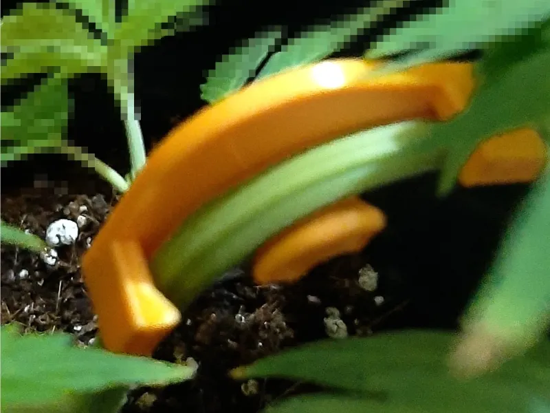Cannabis - branch tutor