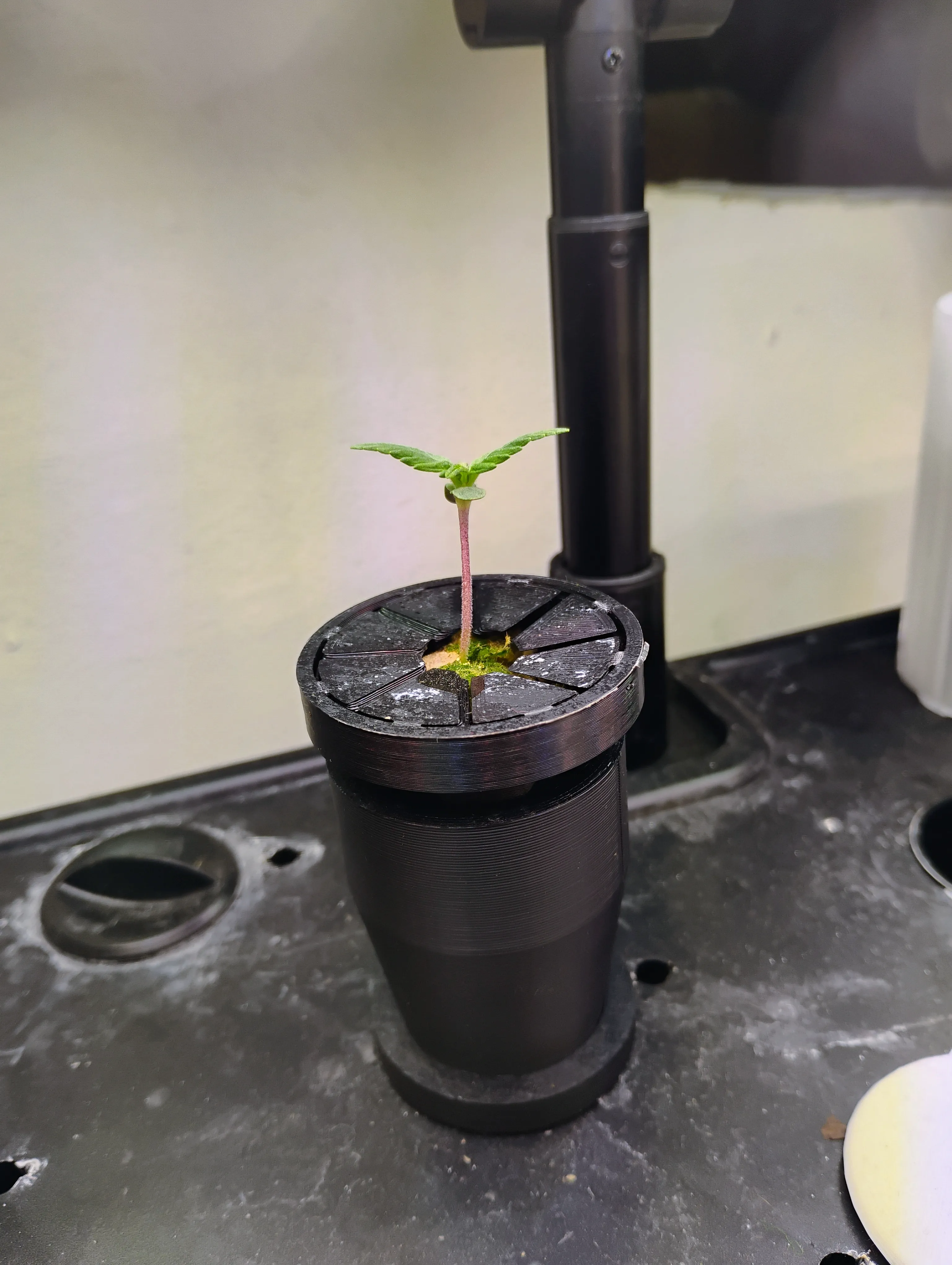Aerogarden Seedling Starter kit DWC Hydroponic