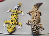 Gecko-Leopard-V2-1