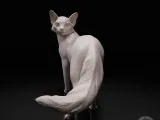 Cat looks back-2