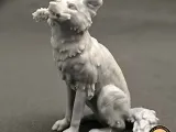 Border collie-0