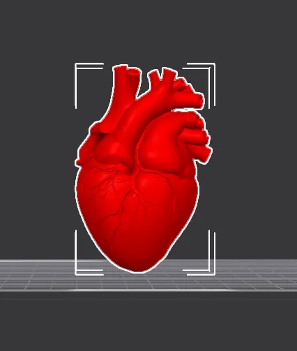 Heart Educational Model - Education - PLA - 3D printed product - фото 5