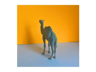 Camel