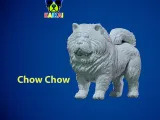 Chow Chow Dog model - Chow Dog statue - 3D print-1