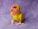 Lovebird-3
