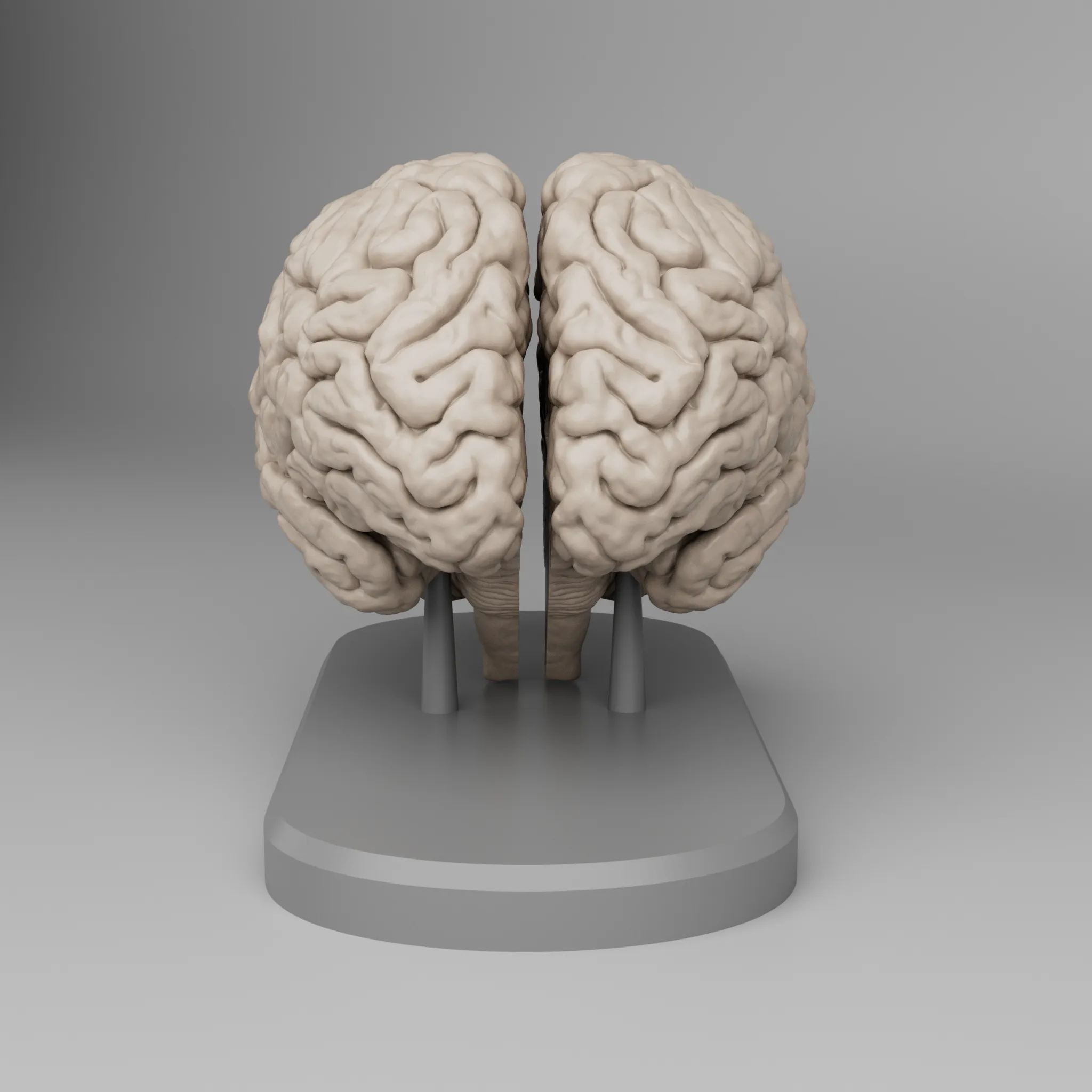 Brain Anatomy Cross-Section 3D print