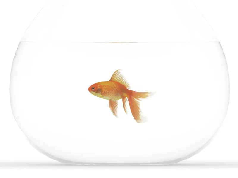 Golden fish