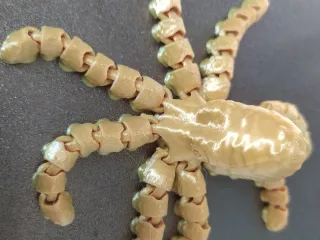 Octopus and Juvenile