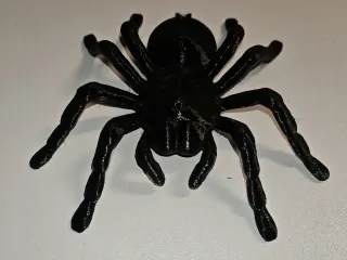 Tarantula Spider