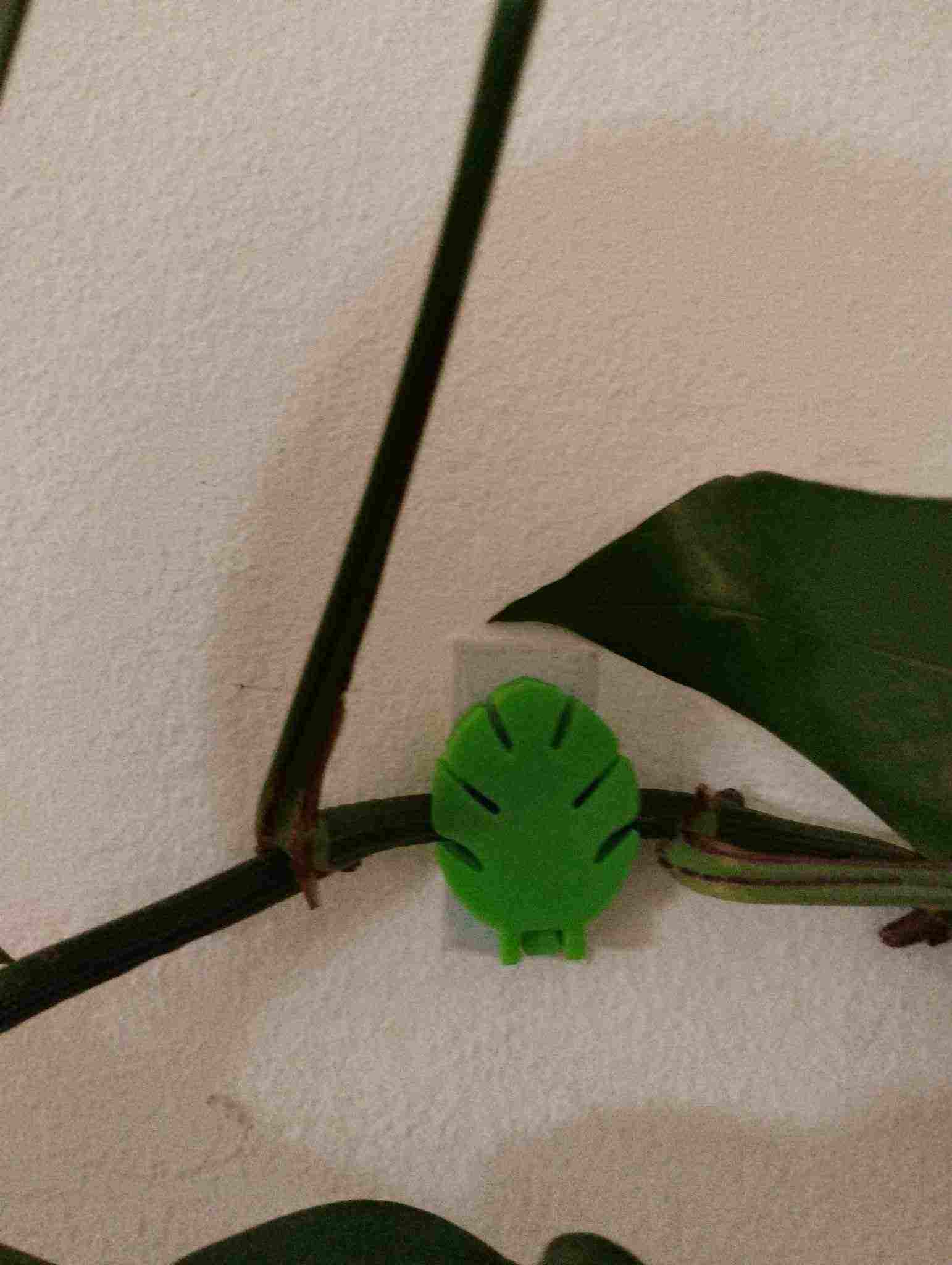 Wall plant holder