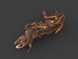 Triceratops-2