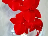Flor Orquídea-1