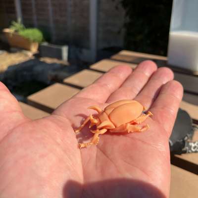 Horned Scarab Beetle