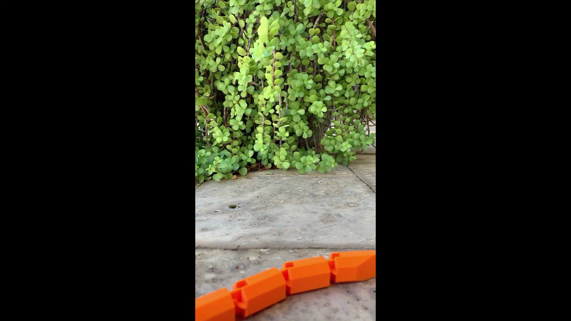 Caecilian Flexi!!!-8