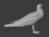 Gull-5