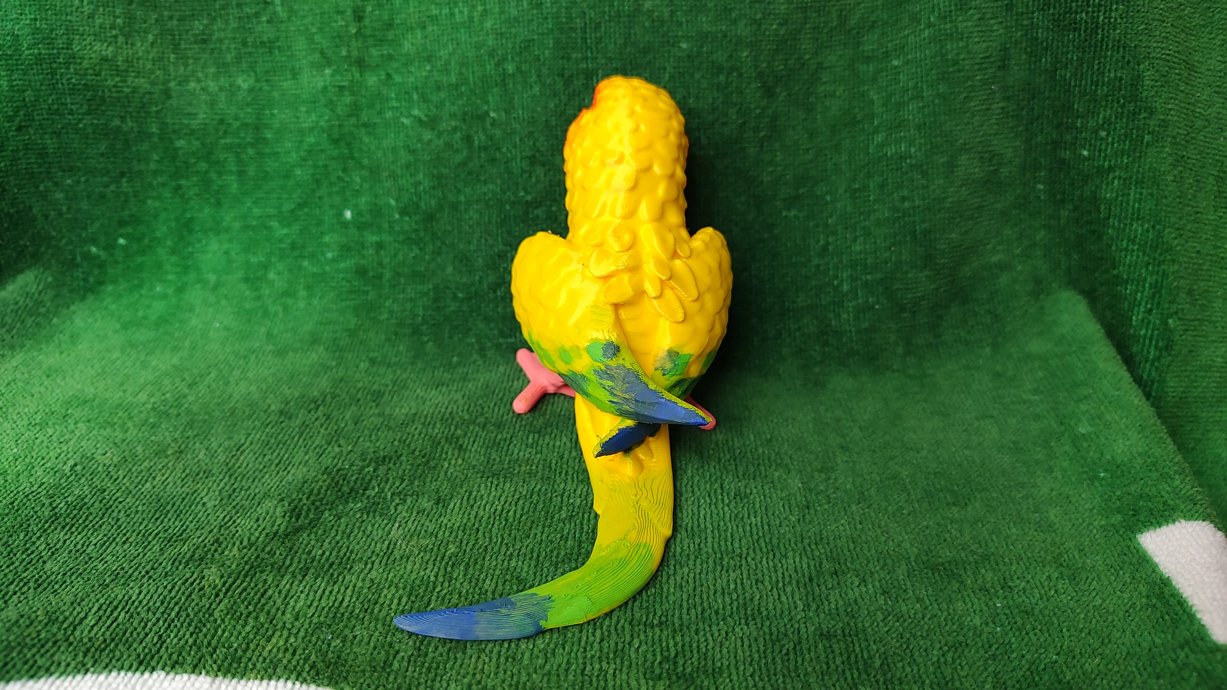 Conure