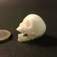 Punk skeleton-1-4