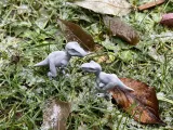 Dinosaur raptor-1