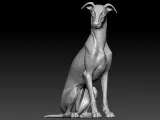 Greyhound breed - Dog greyhound racing model - 3D print-3