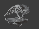Acanthodes Skull-1