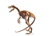 Atrociraptor Skeleton - 3D Printable Bone Model-3