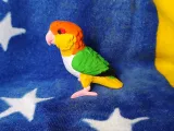 Caique-5