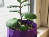 Pot pour succulentes-0