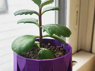 Succulent Pot