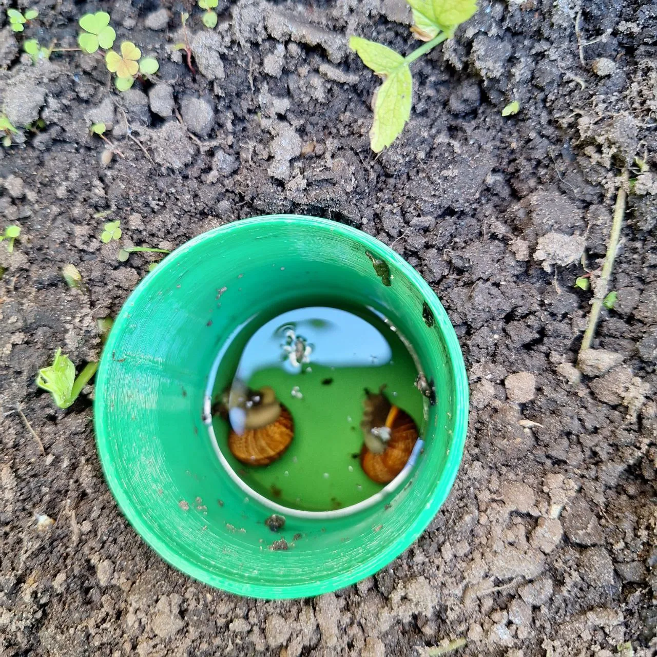 Trappola per lumache e chiocciole