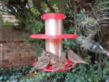 Bird Feeder-5