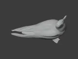 Gull-4