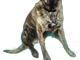 Barley the Brindle Dog-4