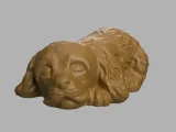 Cocker spaniel sleeping-3