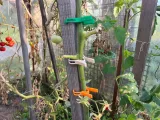 Vegetable peg-2