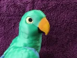 Eclectus-6
