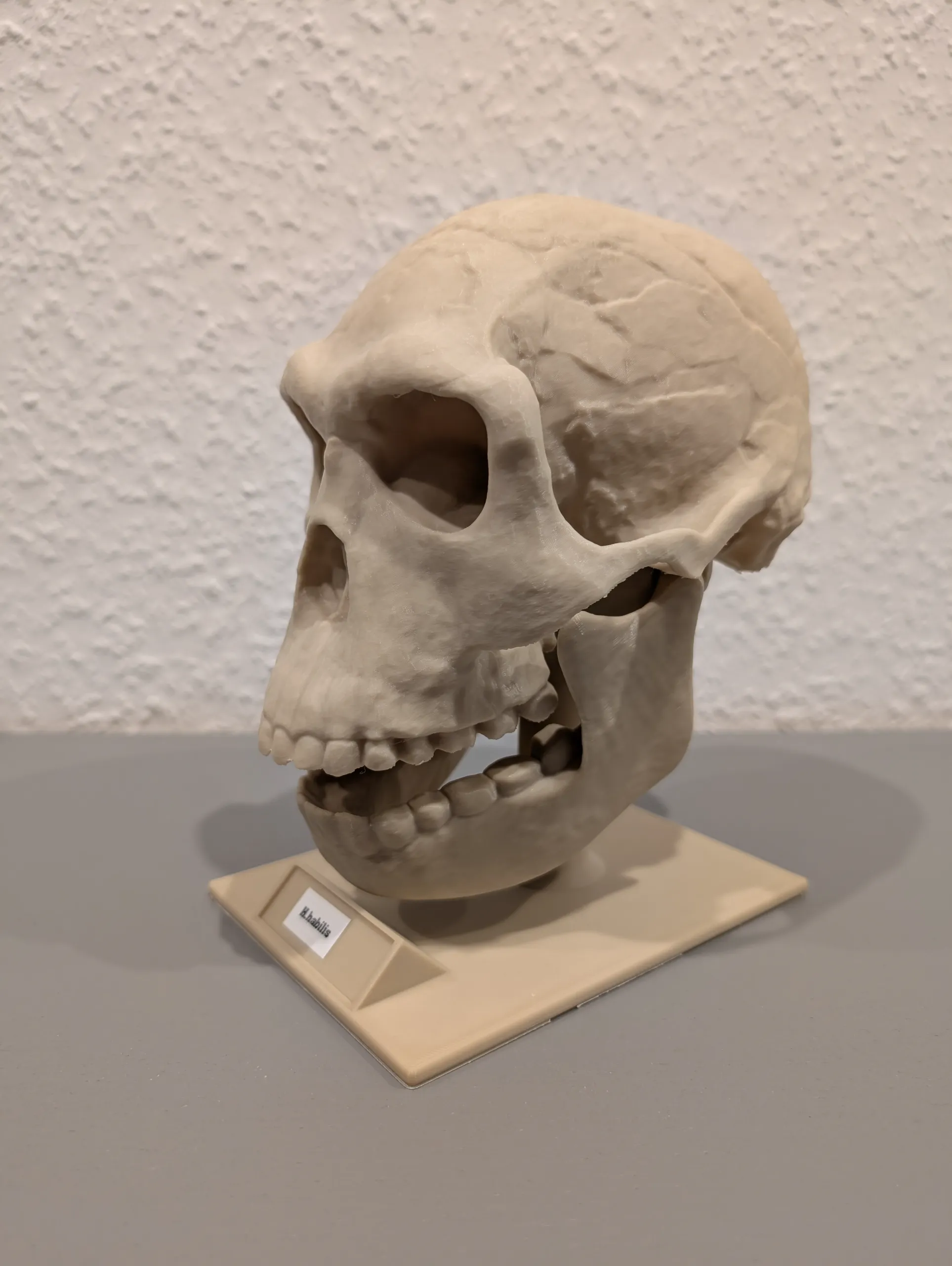 Homo habilis Skull - Educational Model & Stand 🦴💀-2